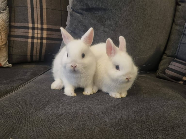 Netherland dwarf rabbits
