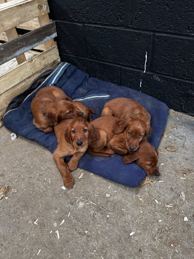 IKC Irish Red Setter puppies 