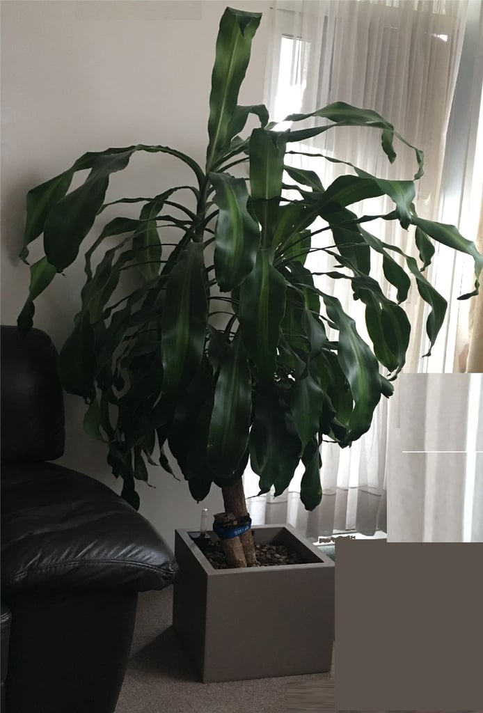 Massive Corn Plant only £70