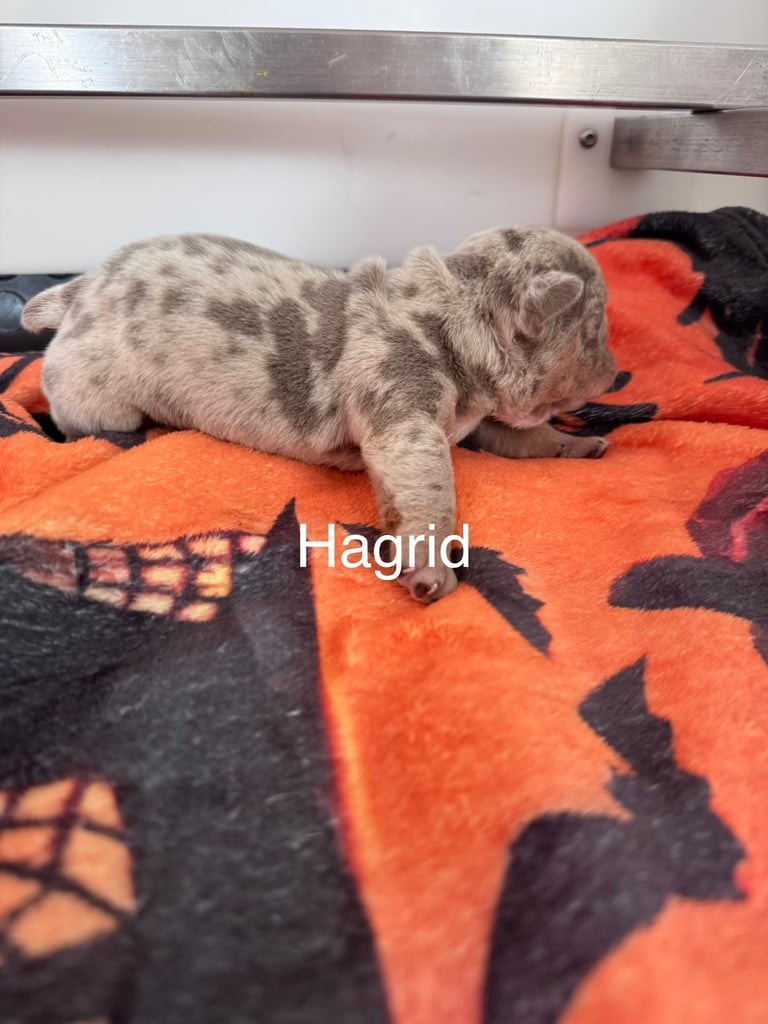 Adorable little English Bulldogs 