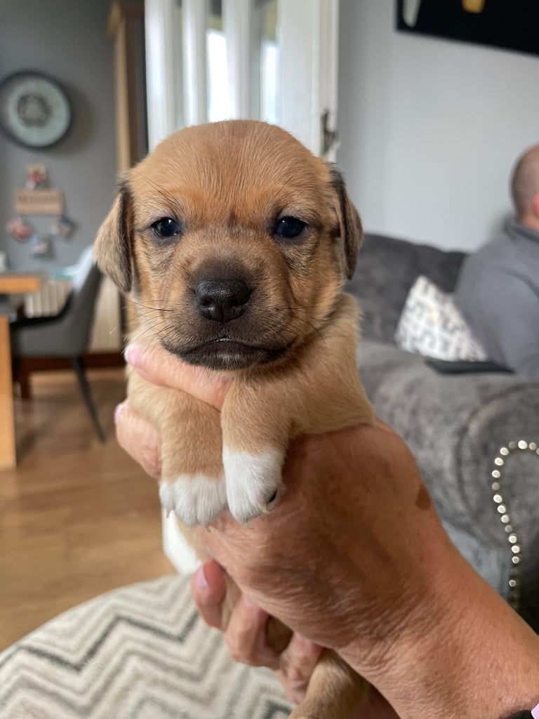 Jack Russell Pups