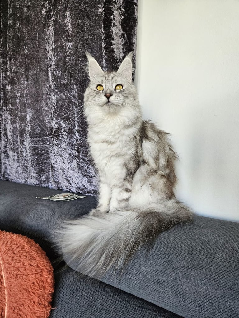 MaineCoon female 