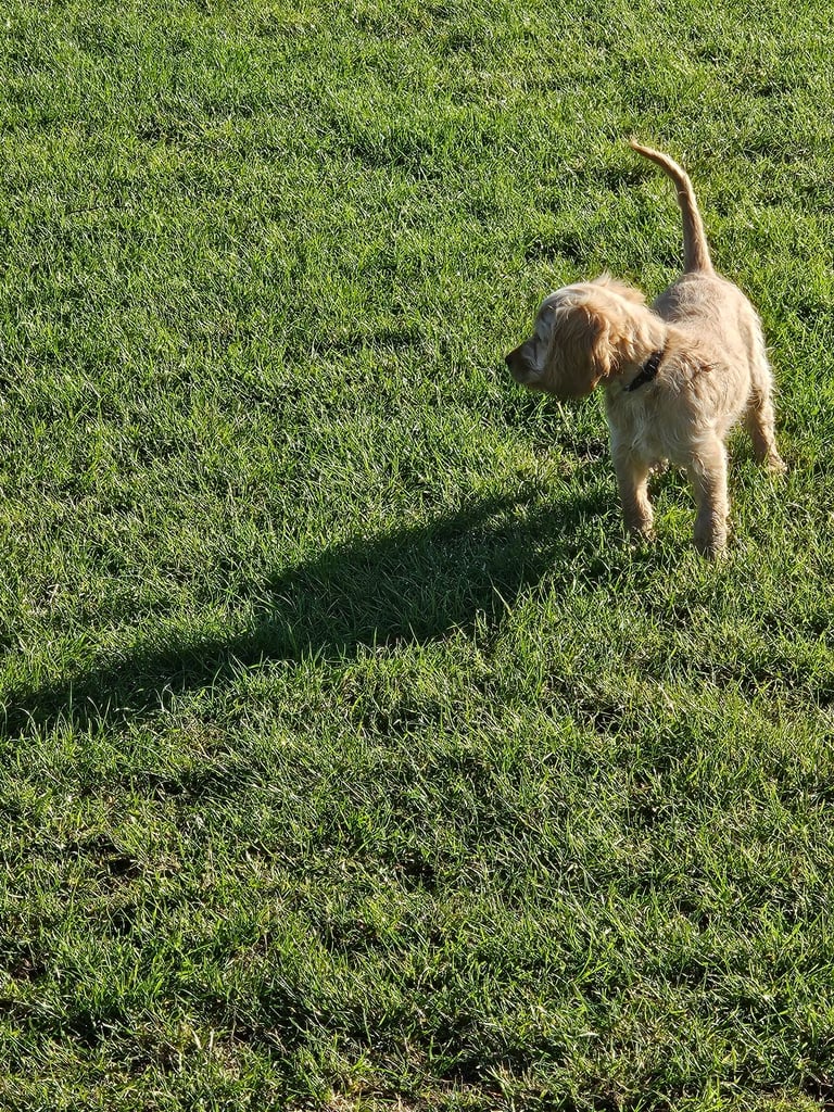 Cockerpoo 