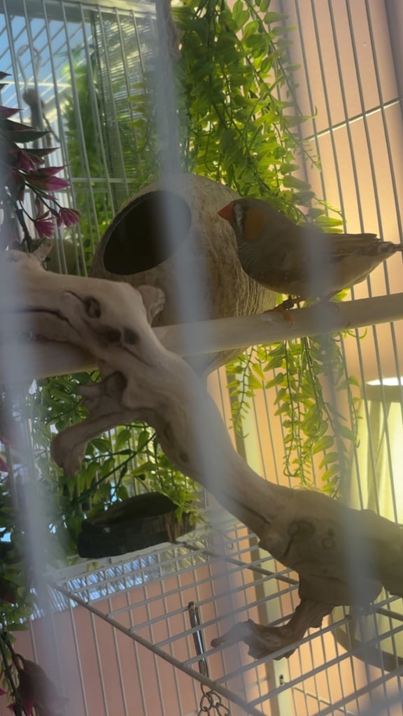 Male and female zebra finches with huge enclosure 