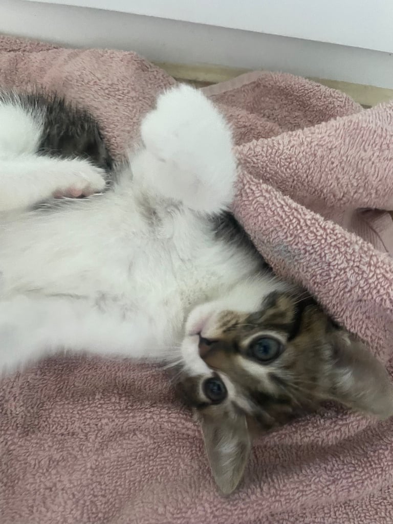 3 beautiful female kittens for sale 