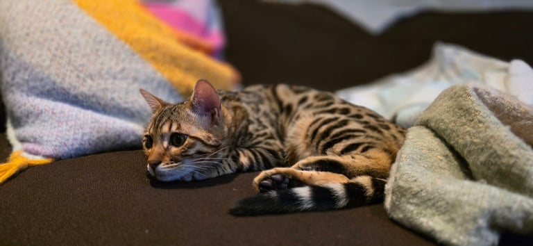 Bengal Female Kitten