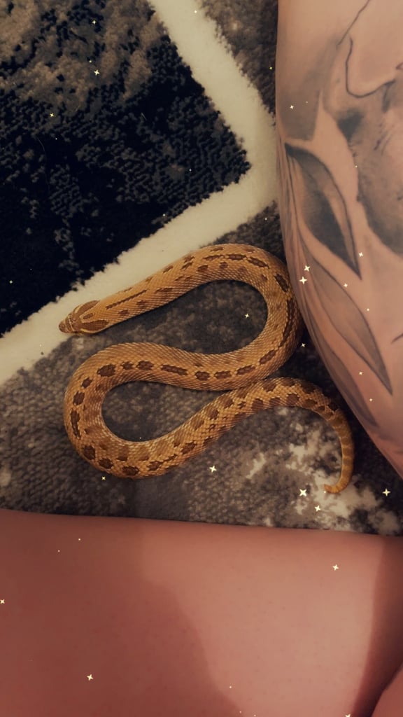 Hognose and set up