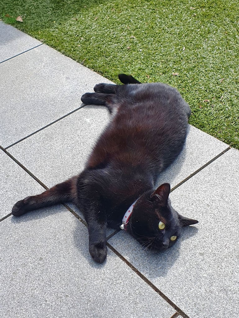 9 year old female cat looking for a loving home