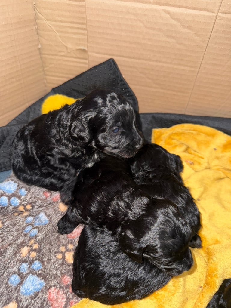 Cavapoo puppies for sale 4 weeks old