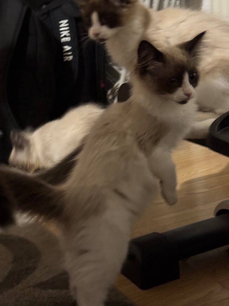 image for Ragdoll kittens for sale in Romford