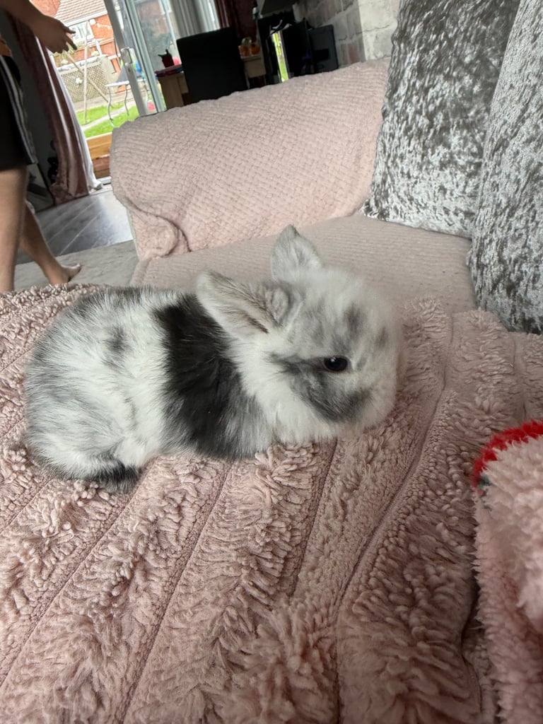 Mini lop babies 