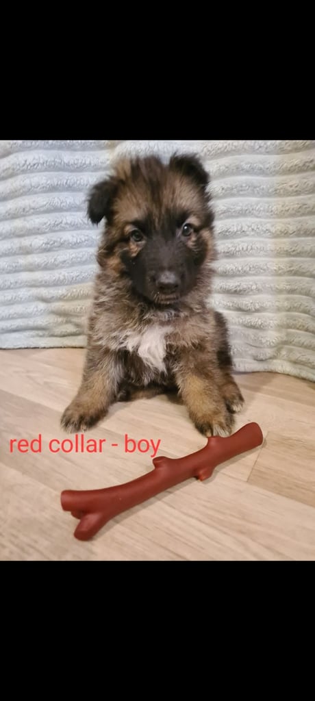 🐾 Adorable 8-Week-Old German Shepherd Puppies Ready for Their Forever Homes! 🐾