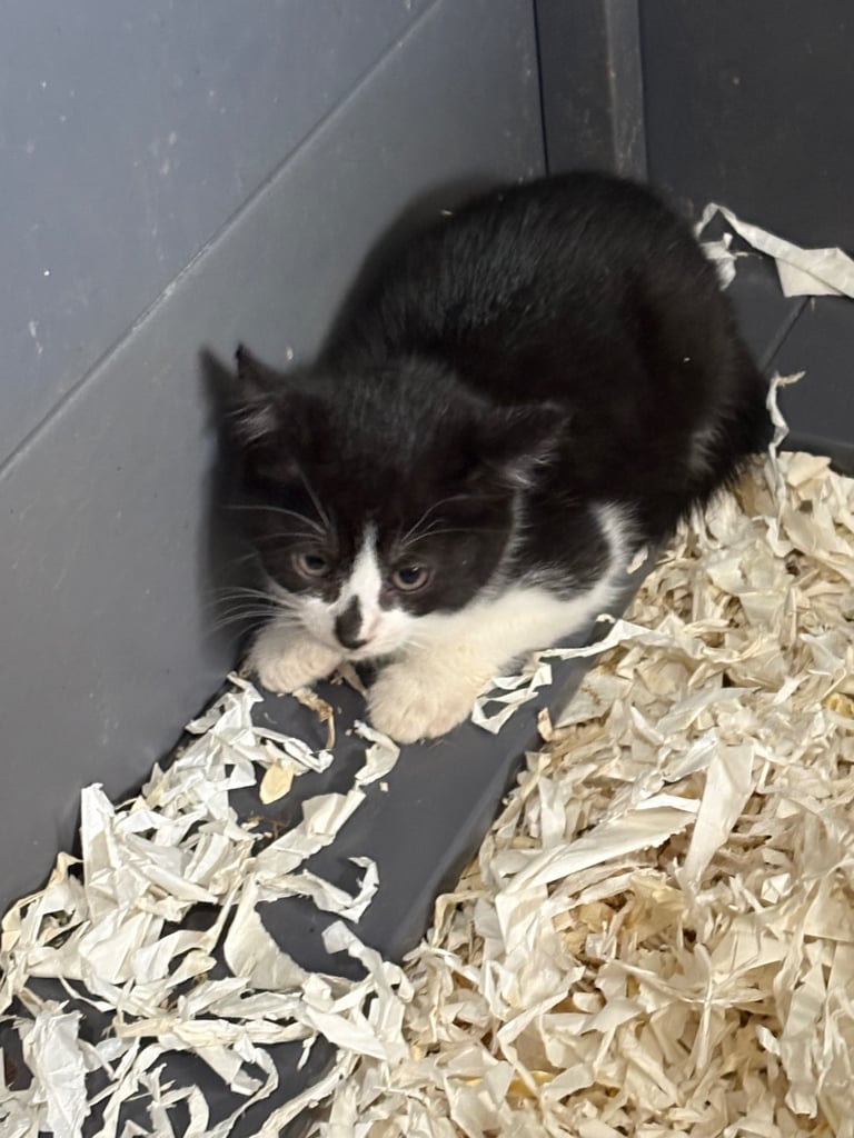 Kittens ready now 