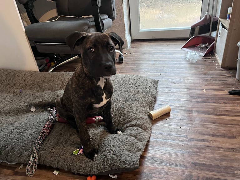 Presa canario puppy cross 