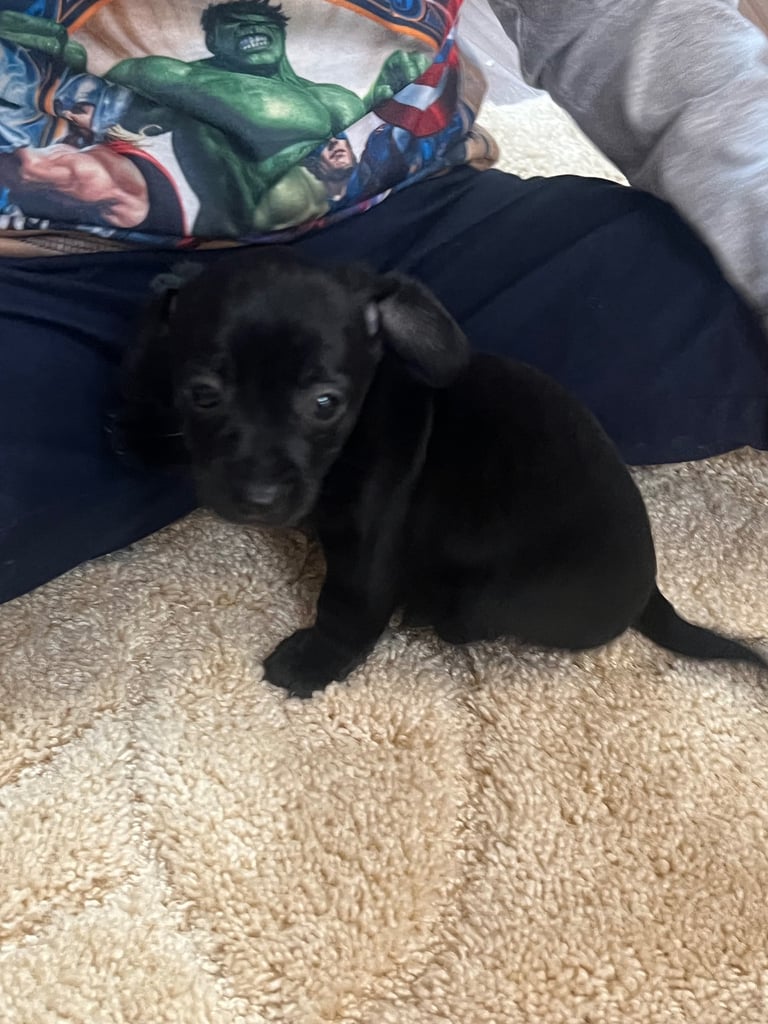 Miniature dachshund puppy