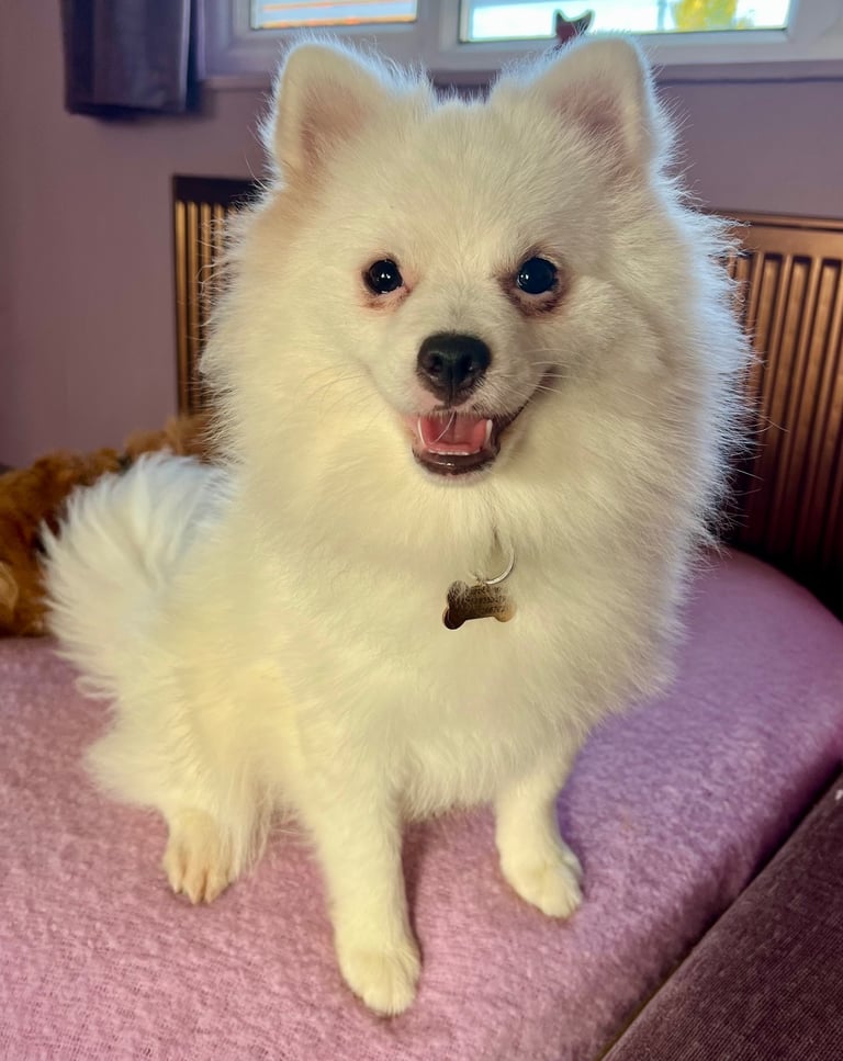Gorgeous chunky Pomeranian boy