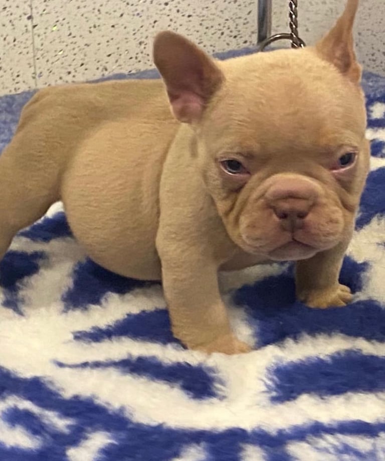 image for Micro exotic bully 