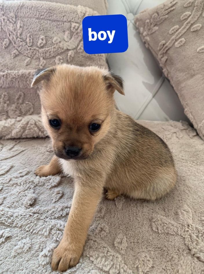 Pomchi