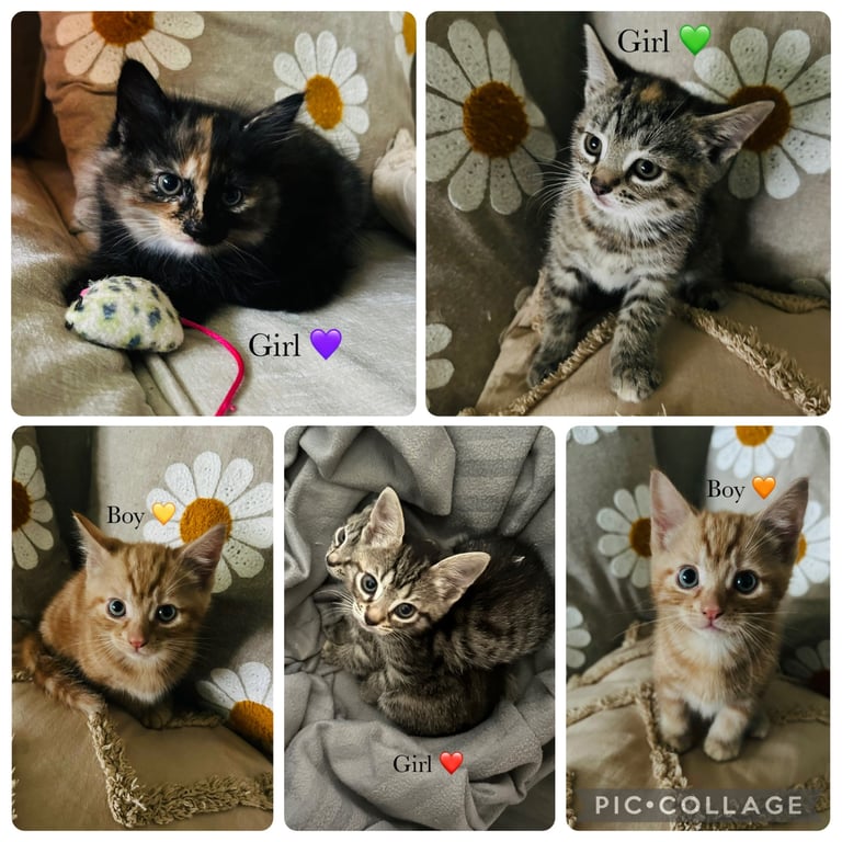 image for Fluffy kittens ready to go from 14 Oct! 