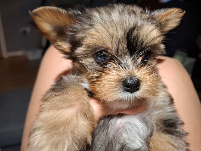 Female Yorkshire terrier 