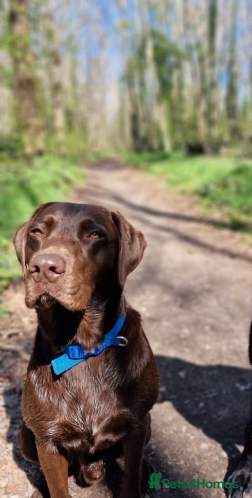 🐾 KC Bloodline Labrador Retriever Puppies 🐾