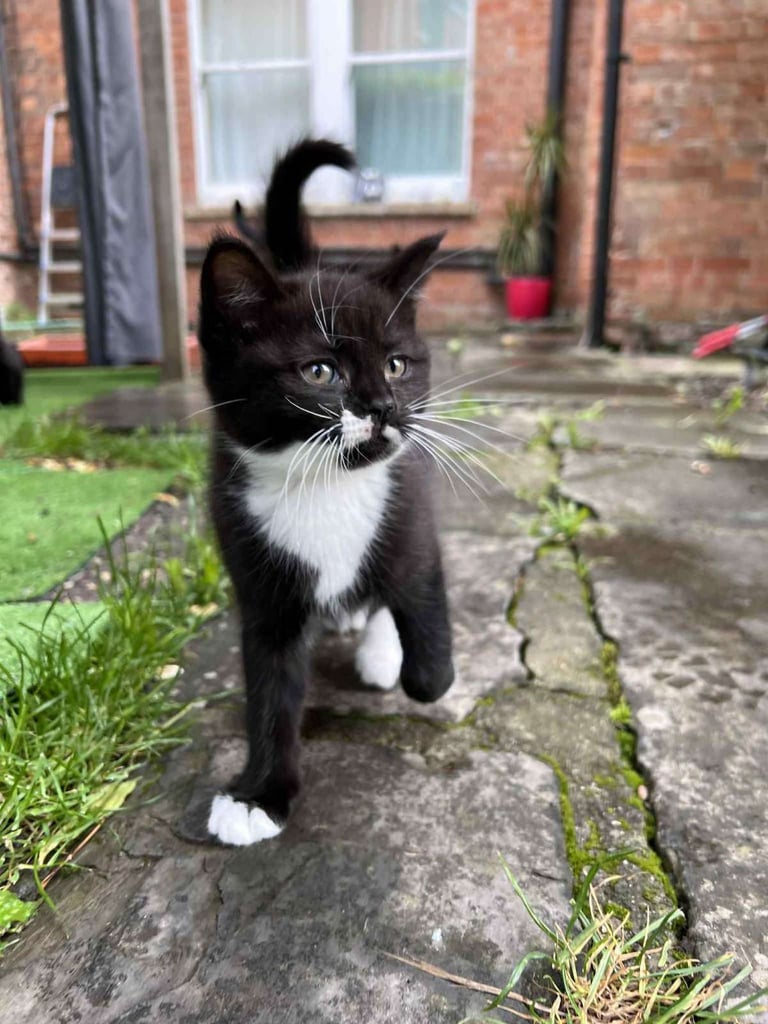 Adorable baby Kittens 