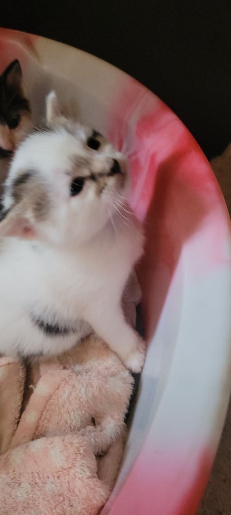 Beautiful kittens looking for their forever families 