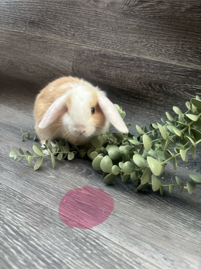 image for 2 female baby rabbits