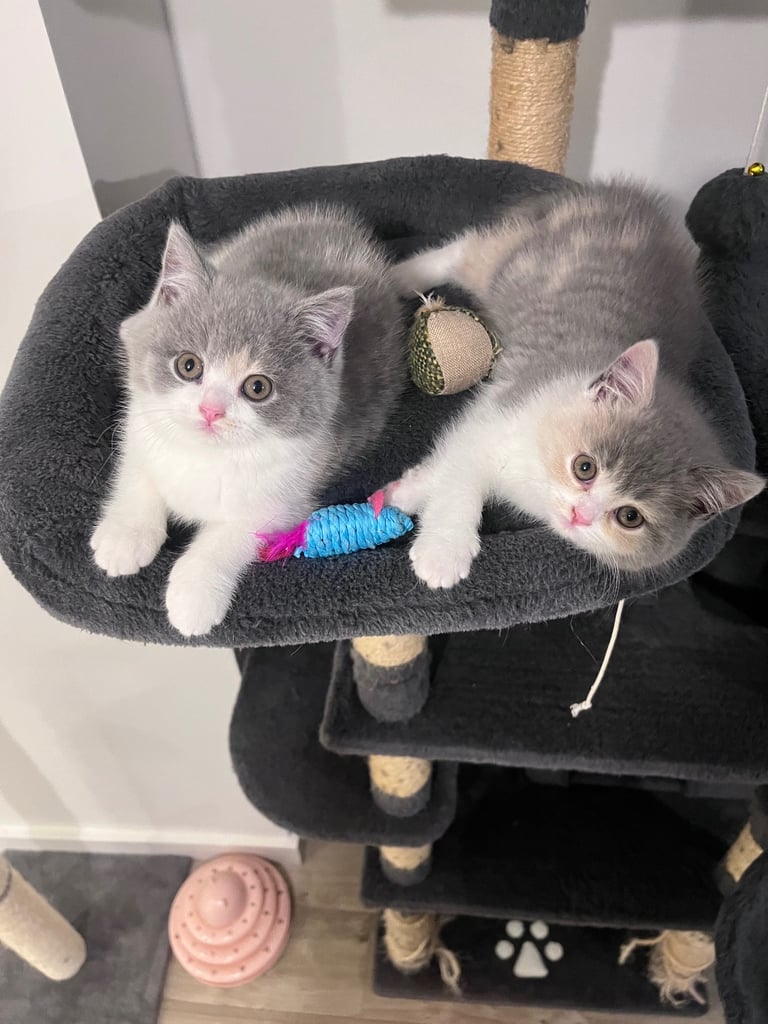 Tricolor British Shorthair Kittens