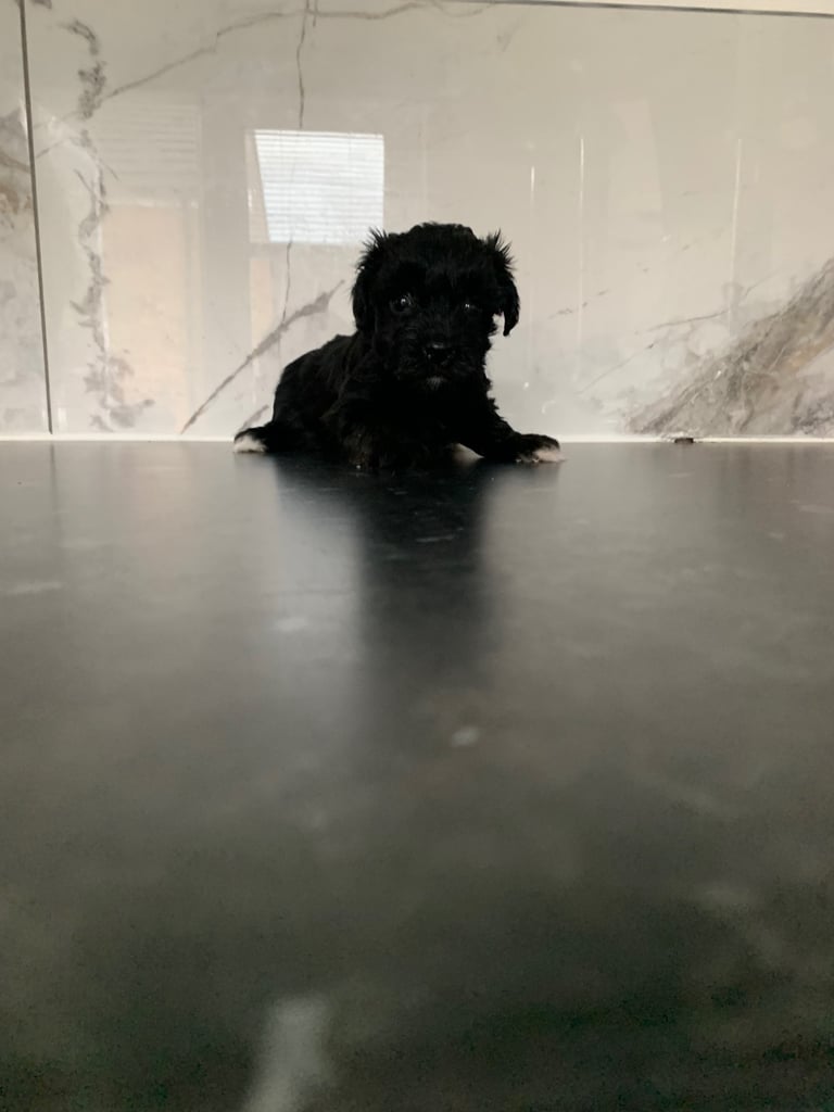 Toy maltipoo puppies (mini poodle)