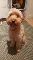 Cockapoo for Sale with £200 worth of accessories!