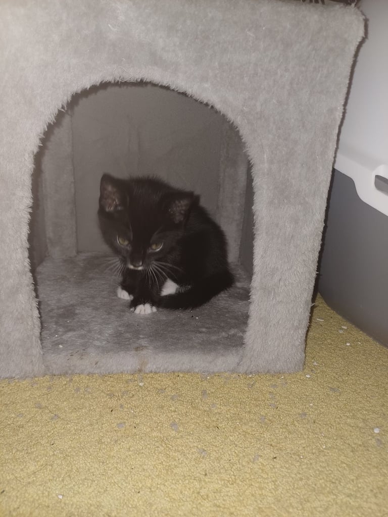 Beautiful black and white kittens.