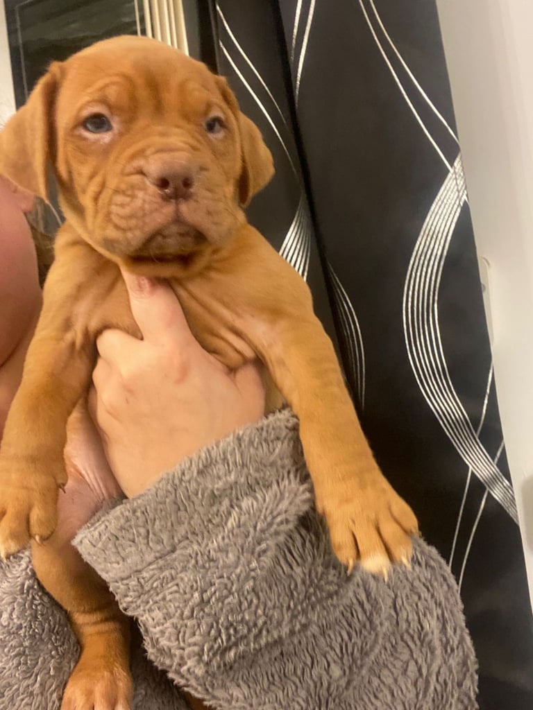Staffie x Dogue de bordeaux puppies