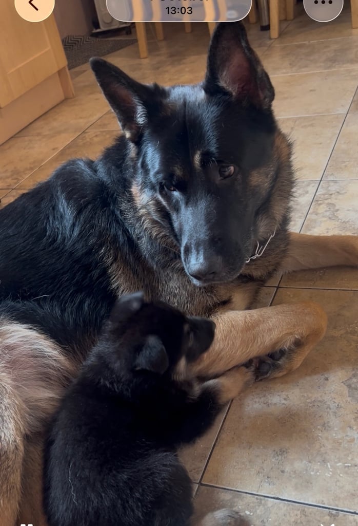 Stunning German Shepherd puppies