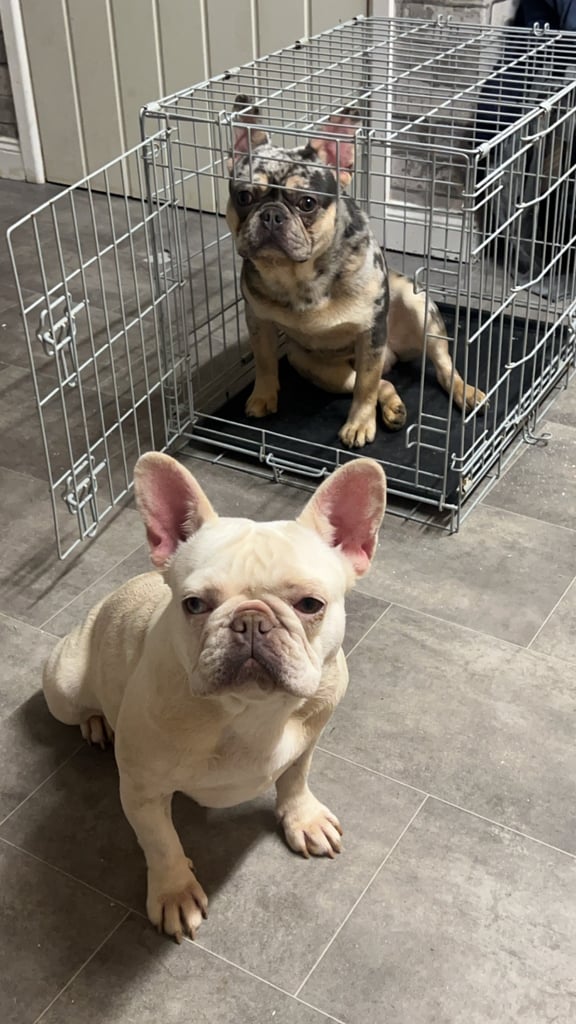 Beautiful French bulldog pups 
