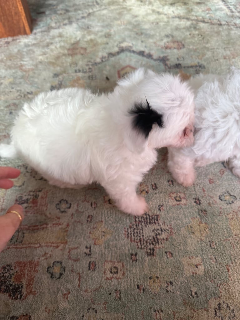 Cotton De Tulear puppies x3 looking for their forever homes