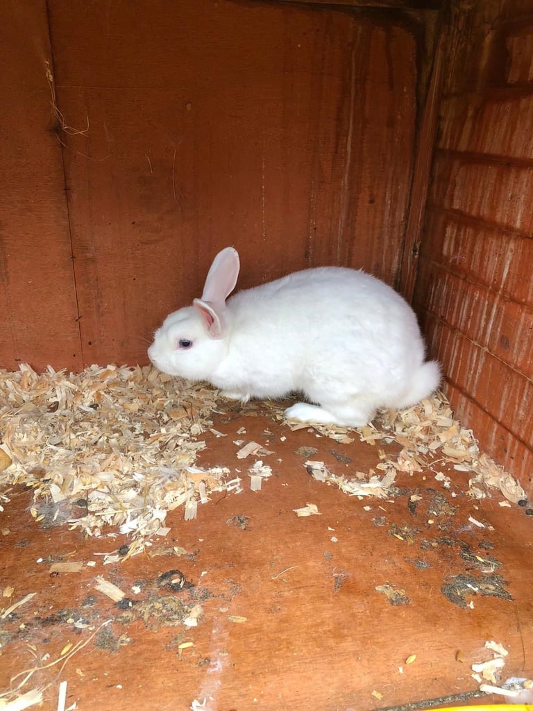 Male and female rabbits 