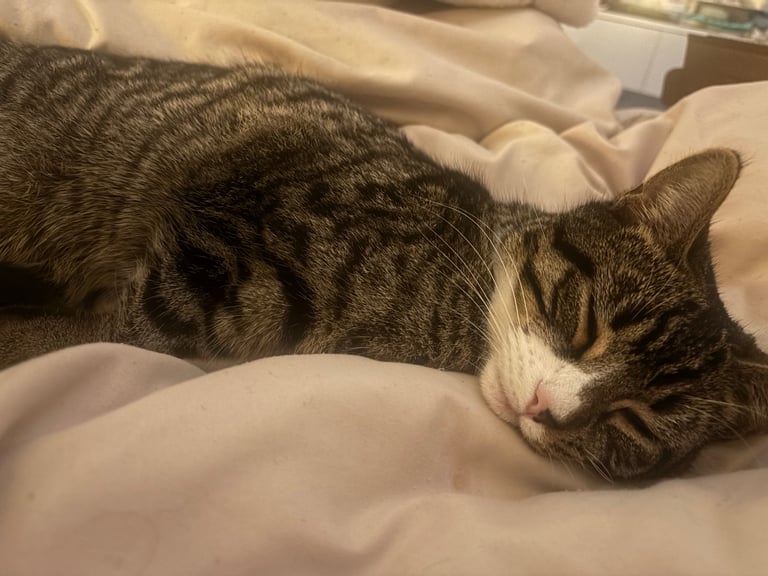 Meet Kenzo! Male tabby cat