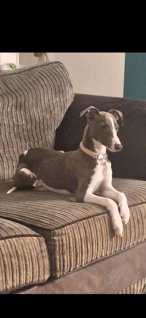 Lovely petite whippets for sale 