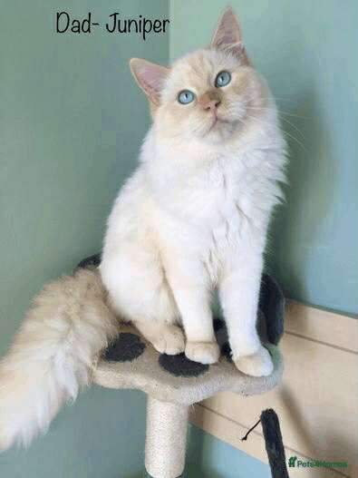 Flame point Ragdoll