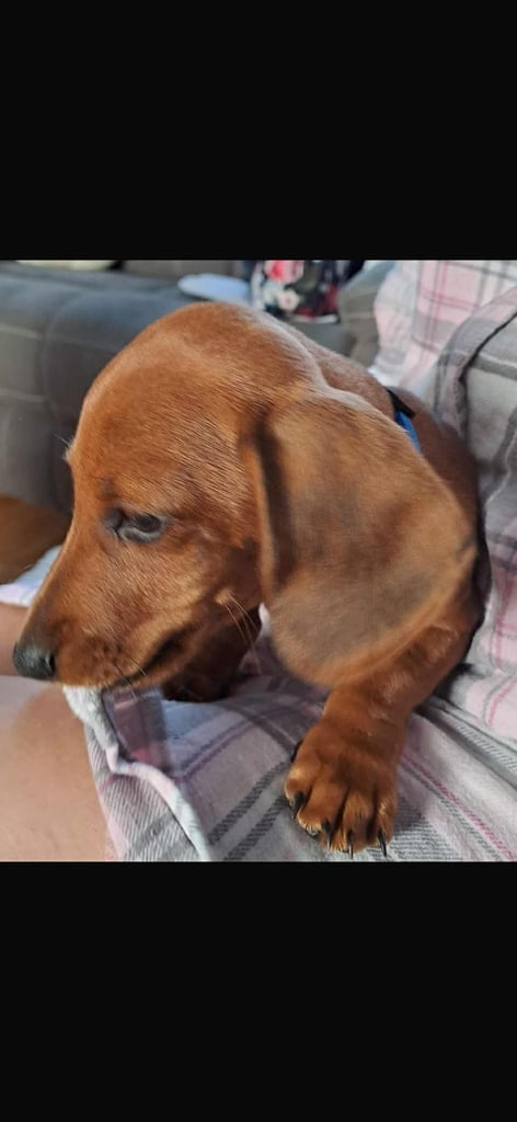 Miniature dachshund puppy
