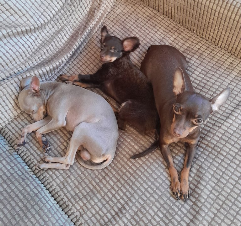 Purebred Russian Toy Terrier puppy long-haired
