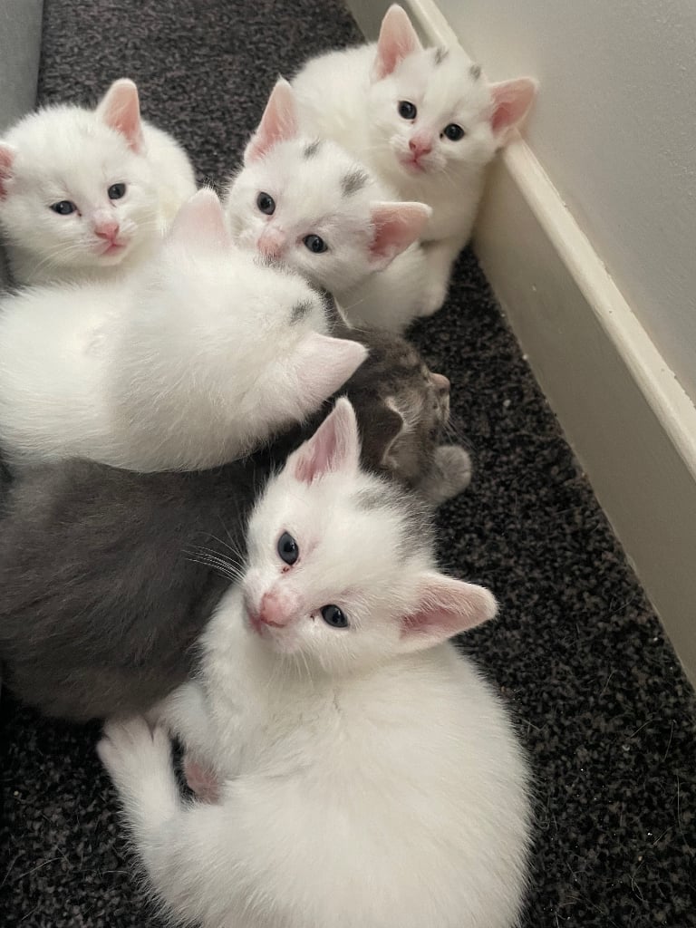 Beautiful Kittens Ready to go in 3 weeks in Banff, Aberdeenshire