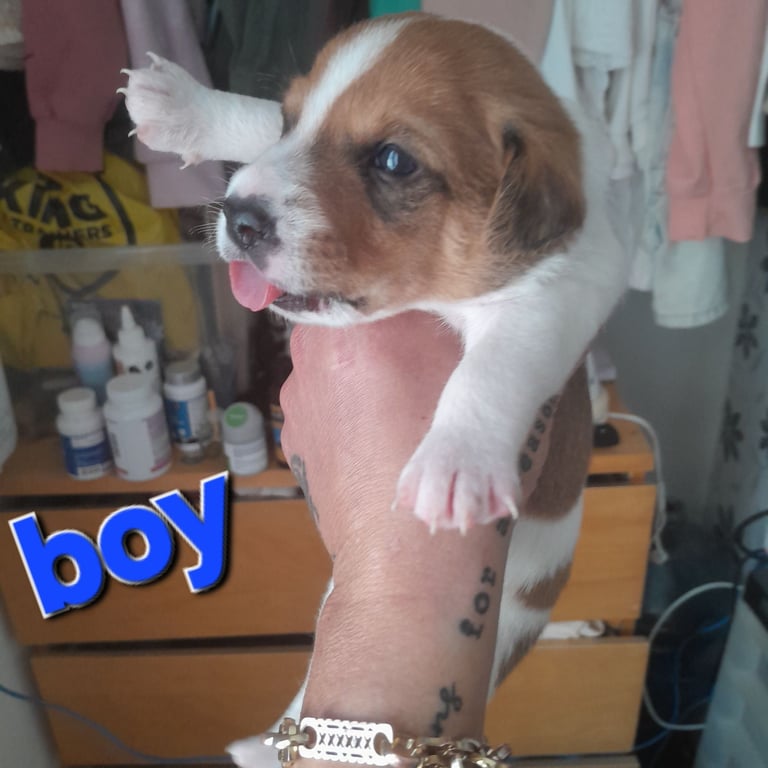 image for 🌟4 beautiful jack russell puppys🌟 