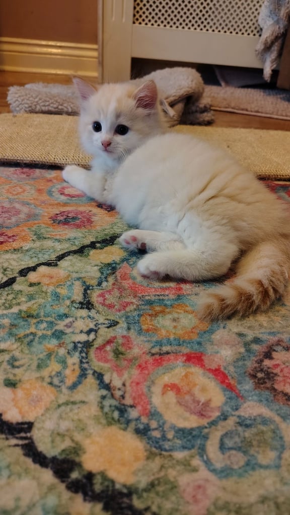 3 kittens ready to go home - All reserved
