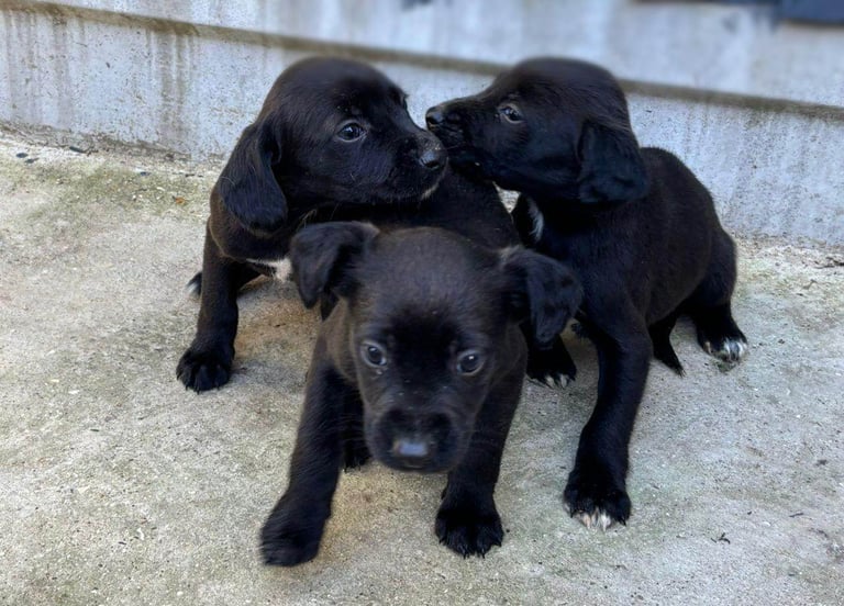 Cocker Spaniel Puppies 