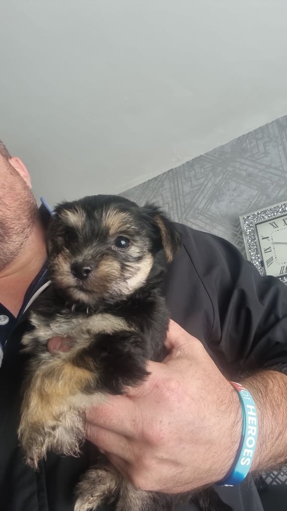 puppie for sale 