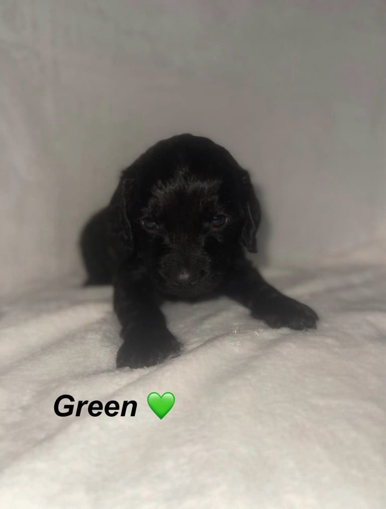 READY TO LEAVE Cockapoo Puppies Looking For Their Forever Homes💕