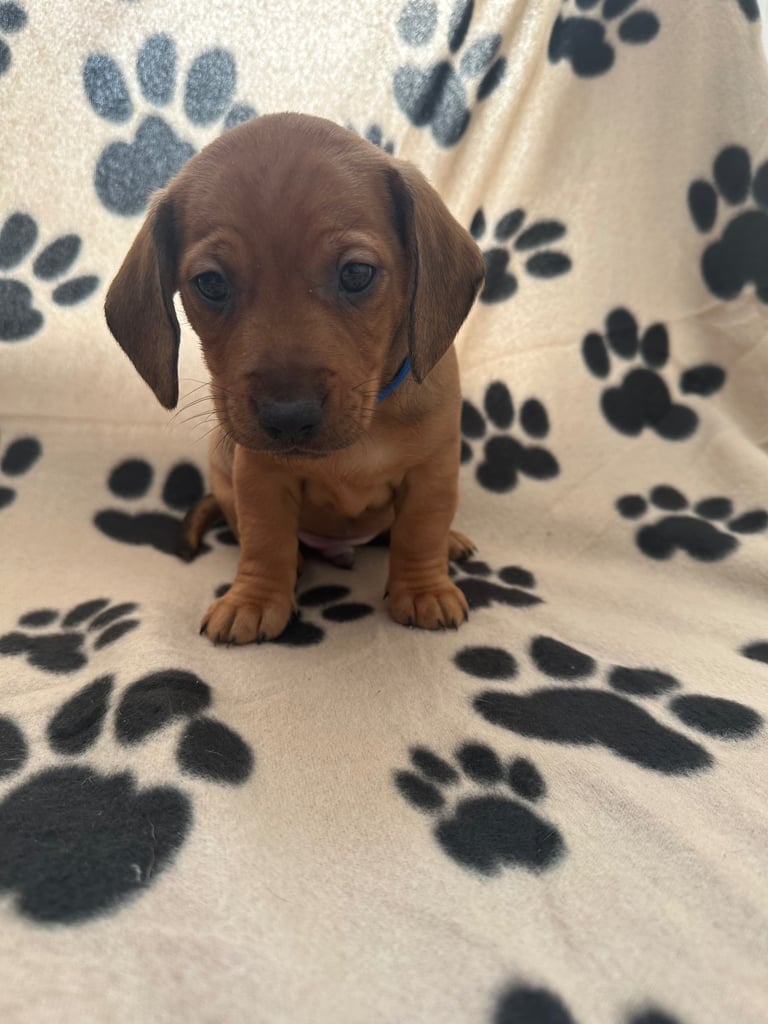 Dachshund /Patterdale pups for sale Barnsley 