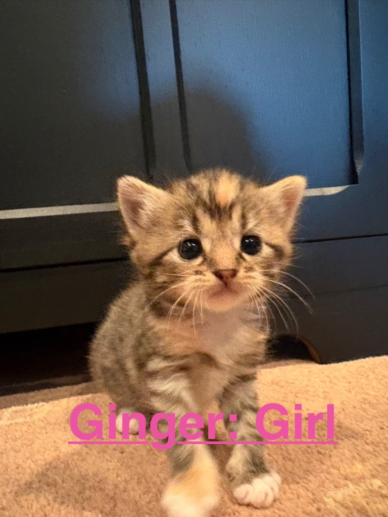 image for Chinchilla “doll face” Persian kittens